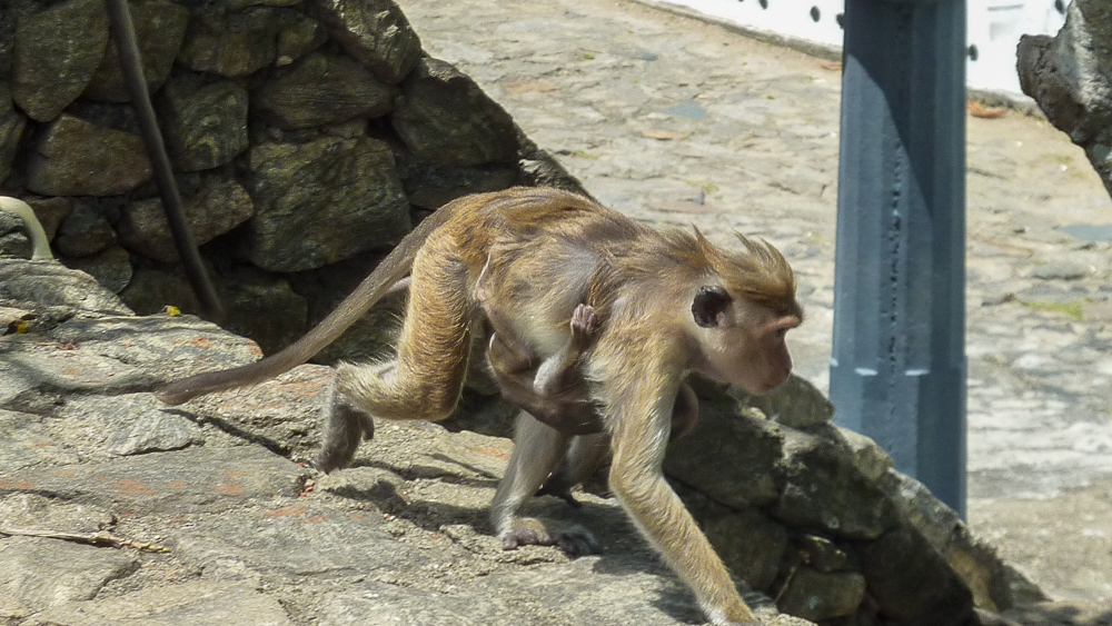 singes dambulla sri lanka