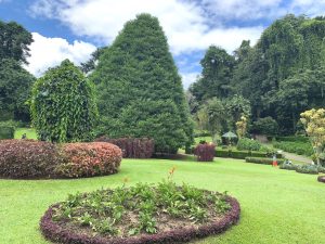 kandy au sri lanka jardin botanique
