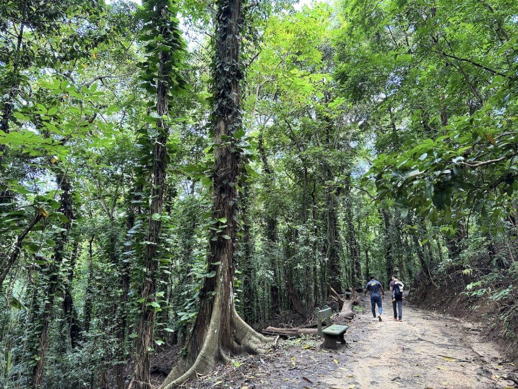 kandy foret royale