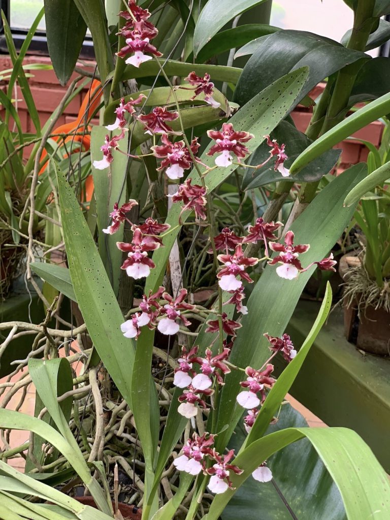 kandy peradeniya orchidées
