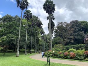 kandy peradeniya jardin botanique