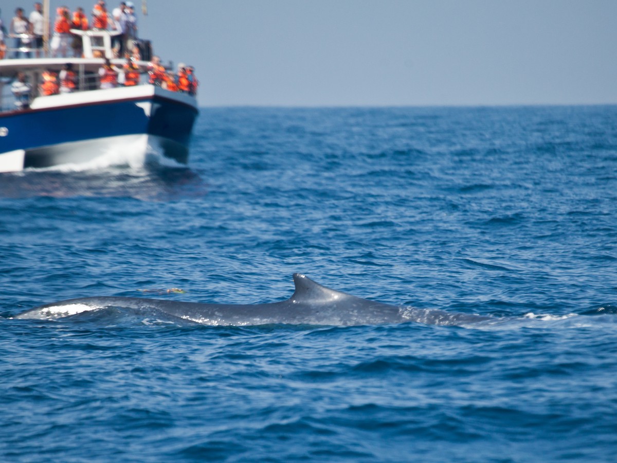 baleines sri lanka