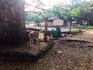les biches dans les déchets à Trincomalee