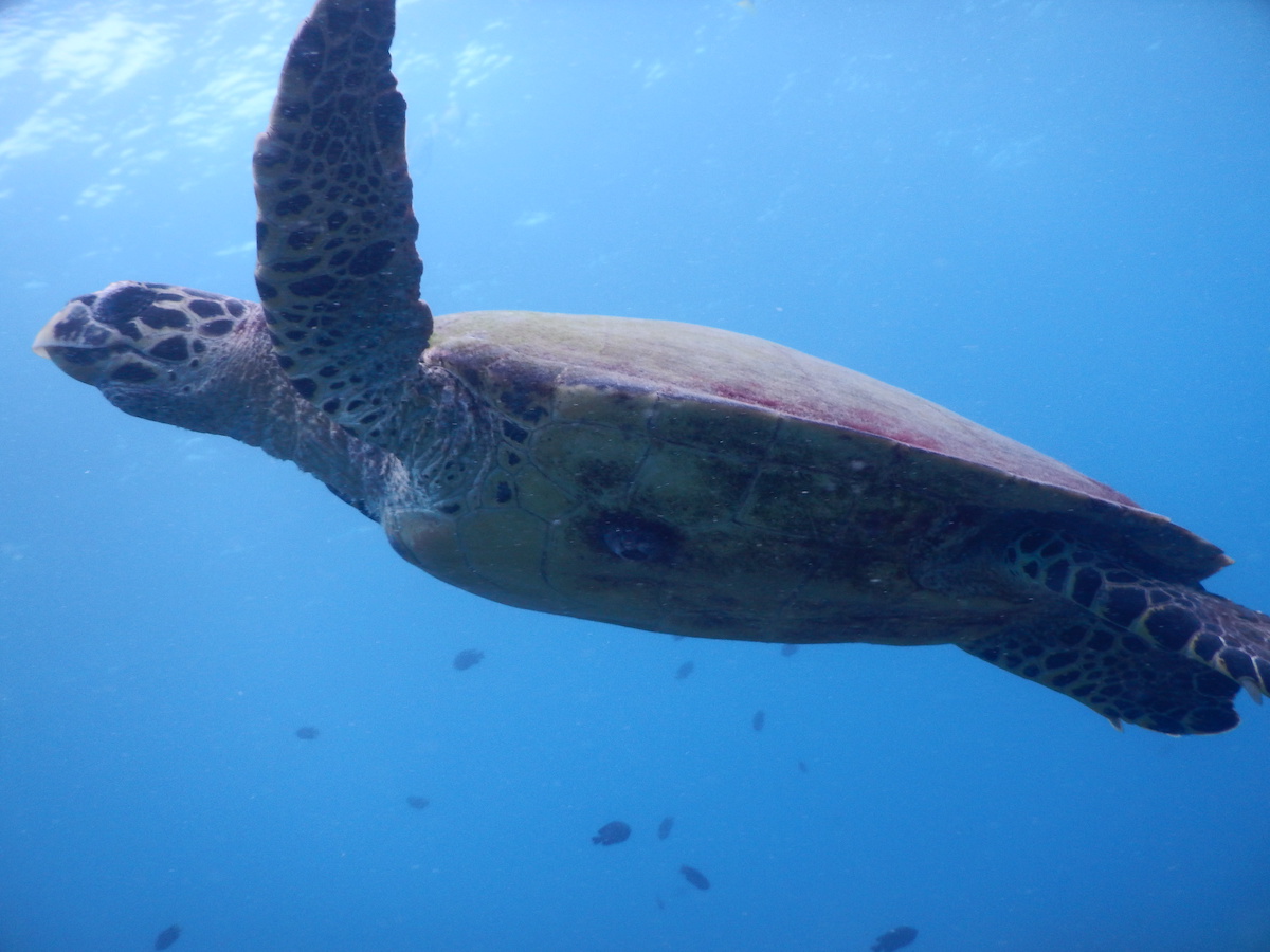 tortue lors d'une plongée au sri lanka