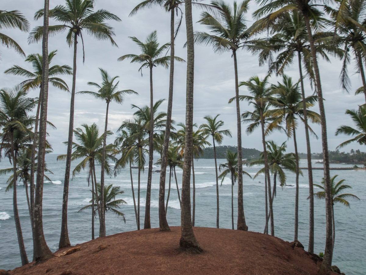coconut tree hill