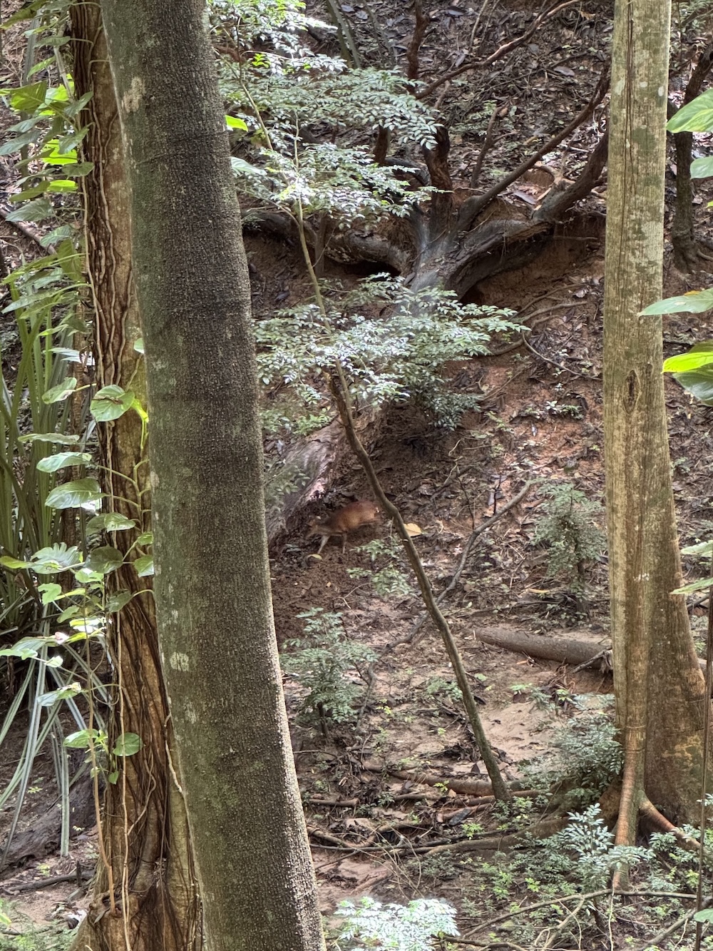 biche dans forêt royale de kandy