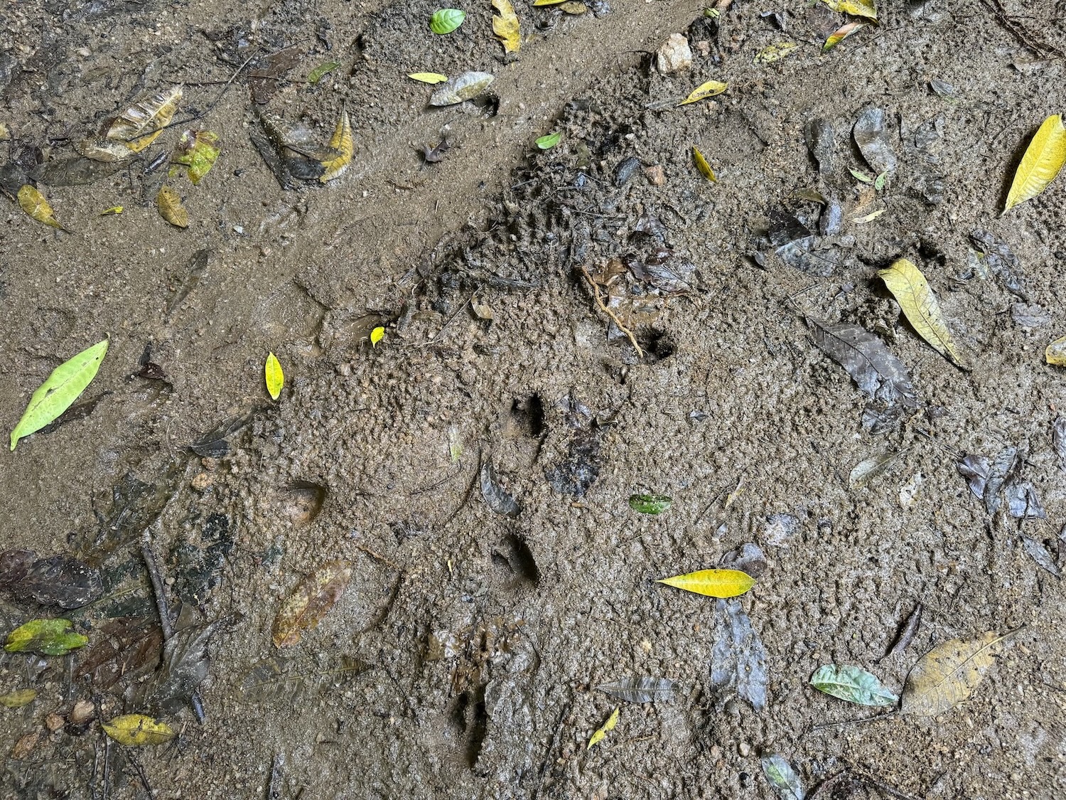 empreintes animaux royal forest