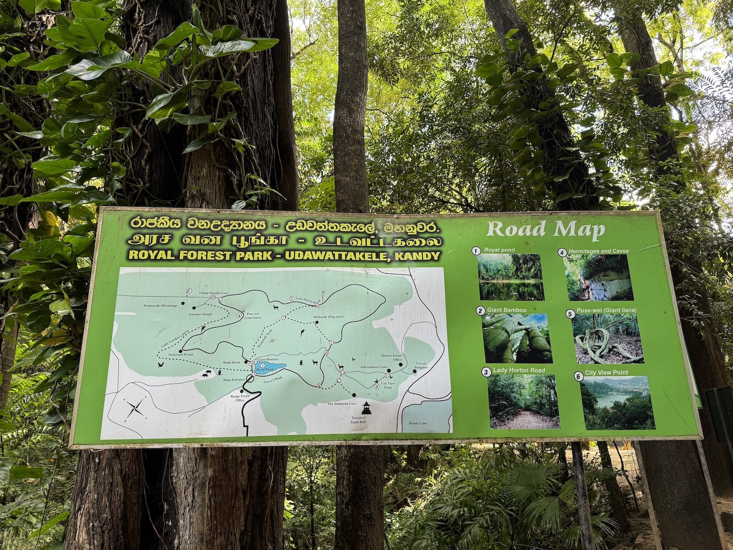 plan à l'entrée de la forêt