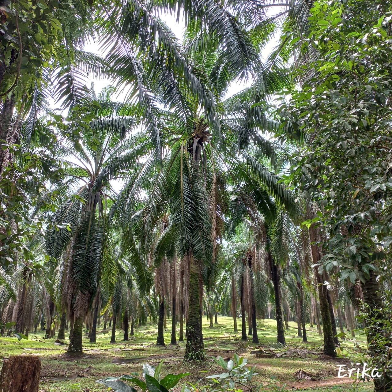 cocoteraie sri lanka hikka